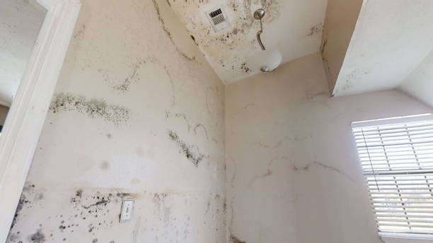 Best Mold Documentation for Insurance Claims  in Weston, NJ