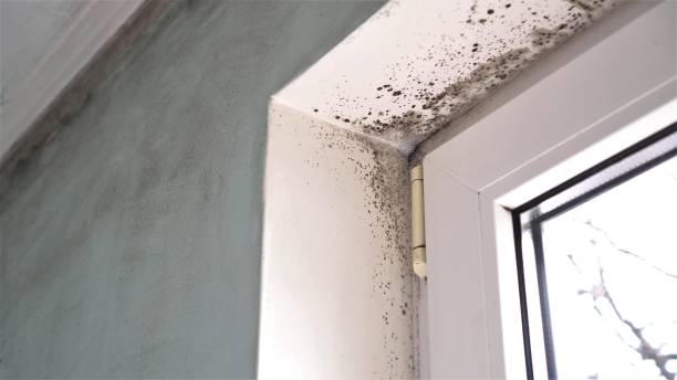 Weston, NJ Mold Removal Company