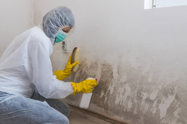 Best Environmental Consulting for Mold Prevention  in Weston, NJ