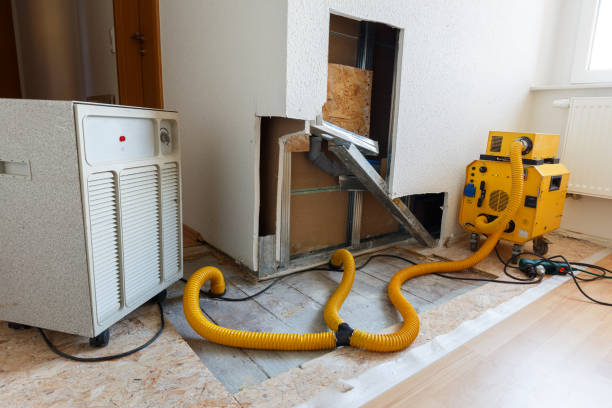 Best Black Mold Removal  in Weston, NJ