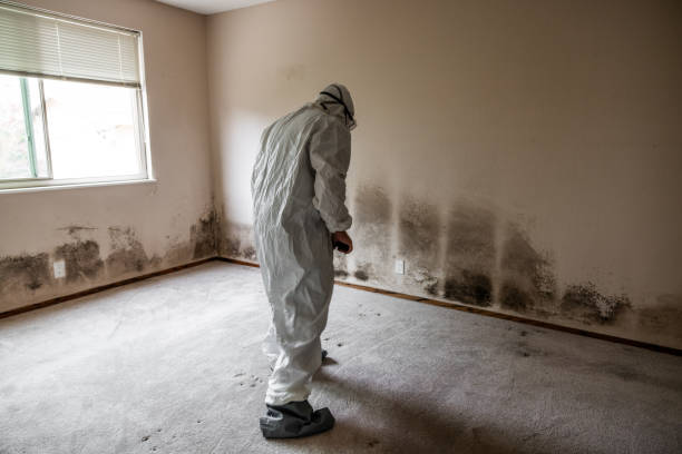 Best Mold Odor Removal Services  in Weston, NJ